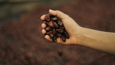 На пазара на суровини парите отиват при кафето, какаото и каучука