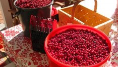 Посредници между сезонните работници и земеделските стопани предлага синдикат