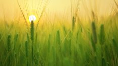 Началото на август донесе срив в борсовите цени на зърнените стоки по света