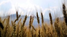 Изкупните цени на зърното ще стартират на едни от най-ниските нива от 7 г. насам
