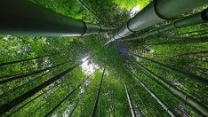 96,5 млн. лева ще бъдат инвестирани в горите през 2018 г.