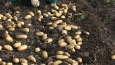 Едва 11% от заетите в земеделието участват в осигурителната система