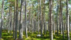 Държавните горски предприятия ще получат 62 млн. лв. за залесяване