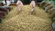 НПО: Над половината фуражи съдържат ГМО заради влаганата соя 