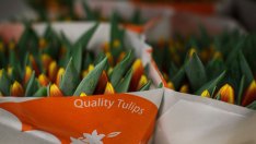 Производството на цветя в Нидерландия се срива