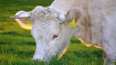 БАБХ дава 5 млн. лв. за авиационна обработка след зараза по животните