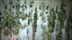 Нова наредба ще определя условията за отглеждане на канабис за храна и фураж