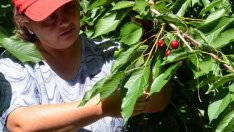 Фермерите да се обединят в 21 браншови организации предвижда законопроект