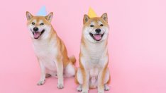 С капитализация от 140 млрд. долара мемекойните пускат дълбоки корени в криптоикономиката