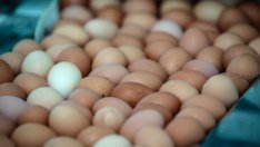 С 3 млн. лева ще бъде подпомогнат птицевъдният сектор