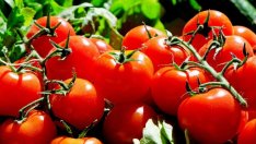 С производство на зеленчуци се изхранват селата по поречието на Струма