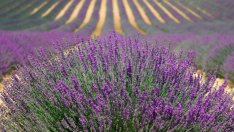 Пазарът на билки в България надхвърля 15 млн. евро