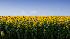 Яни Янев: Има спад поне с 30-40% в производството на олио