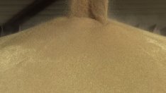 Цената на пшеницата достигна нов връх заради спрелия износ от Украйна и Русия