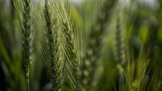 Цените на храните в света са нараснали с 20,7% през февруари и достигат рекорд