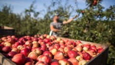 Стратегически документи за земеделието останаха недовършени