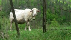 Над 3 700 фермери кандидатстват с проекти за финансиране на  малки стопанства