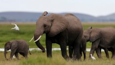 Дронове ще пазят слоновете в природен парк в Зимбабве