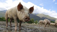 Чумата по свинете може да не се овладее и следващата година