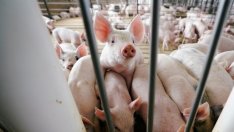 ЕС отпуска на България близо 3 млн. евро заради африканската чума по свинете