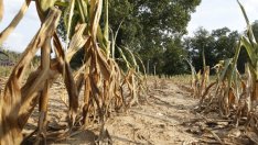 САЩ предупреждават, че сушата ще тласне нагоре цените на храните през 2013 г.