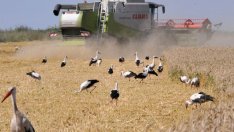 "Шарена картина" при добива и качеството на зърното