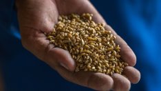 Русия предлага своята пшеница, с която да замести блокирания износ от Украйна*