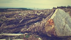 Финансовата индустрия е дала 119 млрд. долара на фирми, свързани с обезлесяване