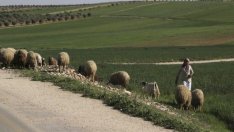 Над 115 хил. фермери са кандидатствали за директни плащания през 2016 г.