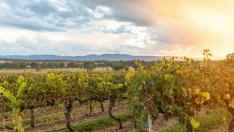 Австралия се бори с излишък от вино след унищожителните мита на Китай