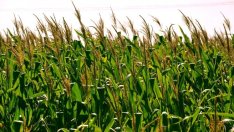 Ръст на добивите и запасите от зърно по света очаква IDG