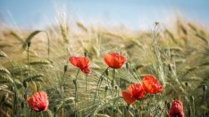 Тазгодишният силен скок в цените на пшеницата може да се повтори и догодина