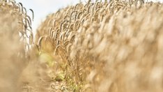 Световният индекс на ФАО за храните е спаднал до двугодишно дъно през октомври