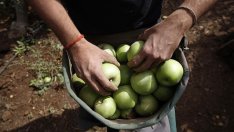 Продажбите на биопродукти по света надхвърлят 80 млрд. долара