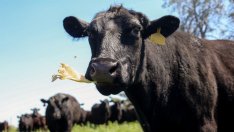 Растителните продукти водят ценовия ръст в селското стопанство през първото тримесечие