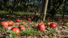 Британците биха работили селскостопанска работа, но при добро заплащане