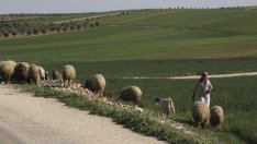 Санкциите заради чумата по дребните преживни животни се разширяват 