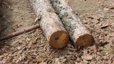 Преработката на дървесина ще се контролира с видеонаблюдение от 2016 г.*