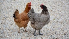 Общо 40 страни са били засегнати от скандала с фипронила в яйцата