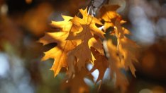 Общини, училища и детски градини могат да подават зелени проекти в МОСВ