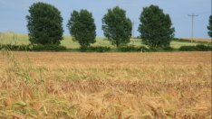 431 заявления за компенсиране на пропаднали площи са подадени през 2015 г.