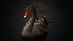 Ще спрат ли новите лихви и затегната фискална политика появата на „черни лебеди“?