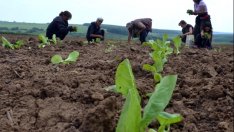 Фермерски организации ще подписват колективен договор с изкупвачи на тютюн*