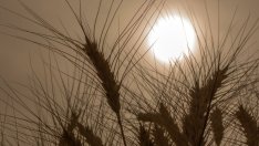 Русия може да се възползва от забраната за внос на украински храни в ЦИЕ