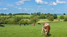 Цената на млякото не е проблем, ако фермерите са по-ефективни