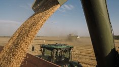 Пшеницата в САЩ и Франция поскъпна през седмицата, в Украйна и Русия поевтиня