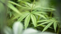 Ново обединение създава най-голямата компания за канабис на пазара