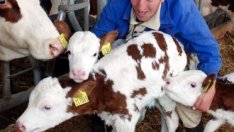 Само 28 от 251-те мандри в страната са декларирали, че внасят сухо мляко