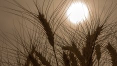 Запасите от пшеница в Русия са рекордни заради ограничен износ