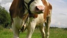 Пълен провал с подкрепата на малките ферми